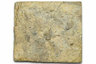 Mississippian Fossil Crinoid - Anna, Illinois #327283