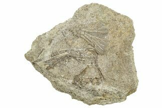 Fossil Crinoid Plate (Two Species) - Gilmore City, Iowa #327285