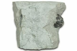 Fossil Crinoid (Dimerocrinites) Calyx - Indiana #327296