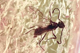 Detailed Fossil Winged Ant (Prenolepis) In Baltic Amber #328120