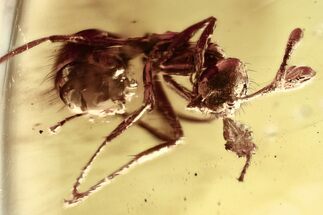 Detailed Fossil Ant (Prenolepis) In Baltic Amber #328122