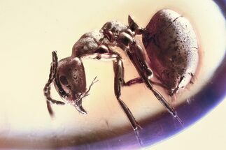 Detailed Fossil Ant (Yantaromyrmex) In Baltic Amber #328131