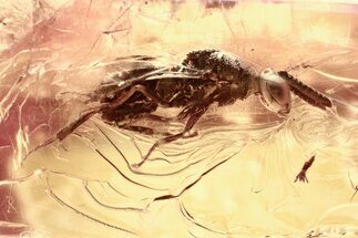 Detailed Fossil Wasp (Torymidae) in Baltic Amber #328134