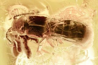 Detailed Fossil Rove Beetle and True Midge Baltic Amber #328150