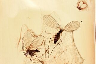 Two Detailed Moth Flies (Psychodidae) in Baltic Amber #328187