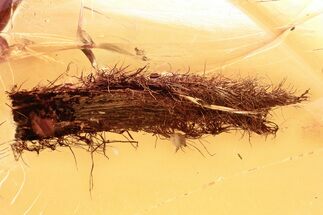 Detailed Fossil Hairy Leaf in Baltic Amber #328188