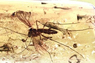 Fossil Predatory Fungus Gnat & Dark-Winged Fungus Gnats In Amber #328219