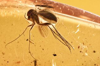 Detailed Fossil Gnat (Mycetophilidae) with Spider Webs in Baltic Amber #328226