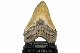 Serrated, Fossil Megalodon Tooth - North Carolina #328304