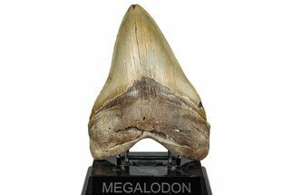 Serrated, Fossil Megalodon Tooth - North Carolina #328305