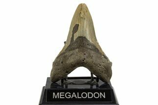 Fossil Megalodon Tooth - North Carolina #328237