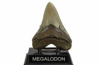 Fossil Megalodon Tooth - North Carolina #328240