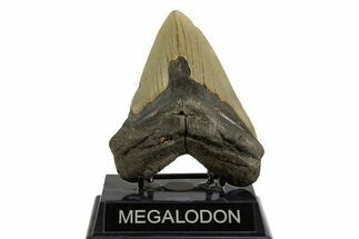 Fossil Megalodon Tooth - North Carolina #328247