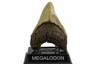 Fossil Megalodon Tooth - North Carolina #328252