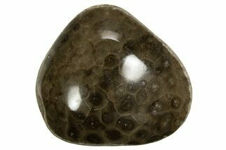 Polished Petoskey Stone (Fossil Coral) - Michigan #328352