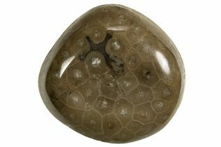 Petoskey Stones For Sale