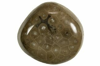 Polished Petoskey Stone (Fossil Coral) - Michigan #328354