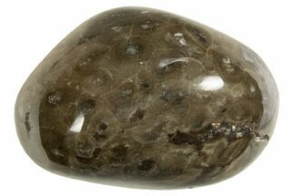 Polished Petoskey Stone (Fossil Coral) - Michigan #328357