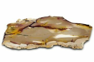 Vibrant Polished Mookaite Jasper Slice - Australia #328314