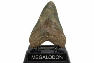 Fossil Megalodon Tooth - North Carolina #328437