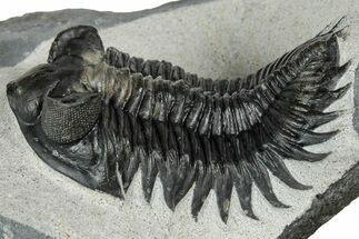 Fantastic Coltraneia Trilobite Fossil - Huge Faceted Eyes #328569