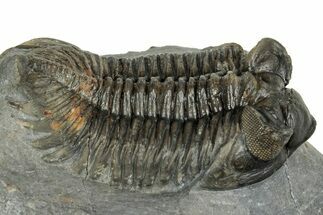 Excellent Coltraneia Trilobite Fossil - Huge Faceted Eyes #328575