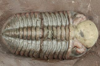 Beautiful Austerops Trilobite Fossil - Jorf, Morocco #328587