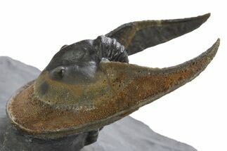 Enrolled Scotoharpes Trilobite - Boudib, Morocco #328599