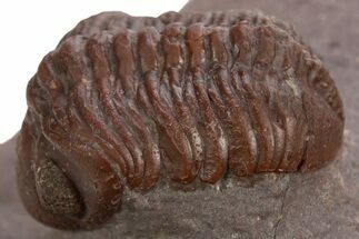 Red Morocops Trilobite - Hmar Laghdad, Morocco #328629