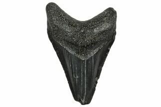 Serrated, Juvenile Megalodon Tooth - South Carolina #328486