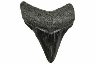 Juvenile Megalodon Tooth - South Carolina #328491
