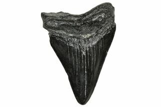 Juvenile Megalodon Tooth - South Carolina #328495