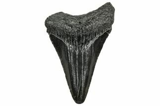 Juvenile Megalodon Tooth - South Carolina #328498