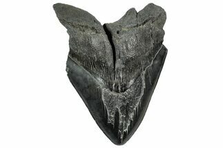 Bargain, Fossil Megalodon Tooth - Giant River Meg #328578
