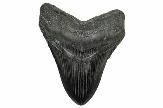 Fossil Megalodon Tooth - South Carolina #328601