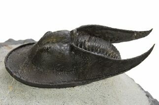 Harpid (Scotoharpes) Trilobite Fossil - Boudib, Morocco #328637