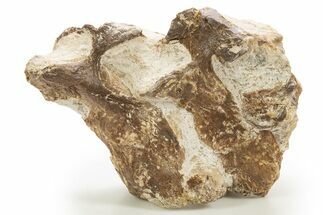 Two Associated Fossil Plesiosaur Vertebrae - Asfla, Morocco #328649