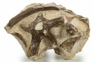 Fossil Pliosaur (Brachauchenius?) Bones in Rock - Asfla, Morocco #328651