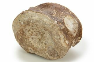 Fossil Plesiosaur Vertebra Centrum - Asfla, Morocco #328655