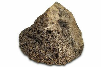 Fossil Tyrannosaur (T rex) Bone Section - Wyoming #328697