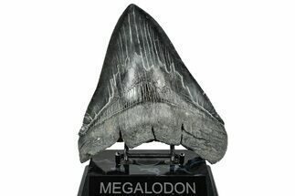 Huge Fossil Megalodon Tooth - South Carolina #328766