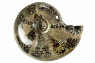 Polished Ammonite (Eotetragonites?) Fossil - Madagascar #327763