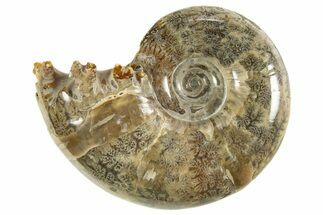 Polished, Chambered Ammonite (Argonauticeras) Fossil - Madagascar #327792