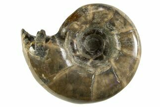 Polished Ammonite (Eotetragonites) Fossil - Madagascar #327332