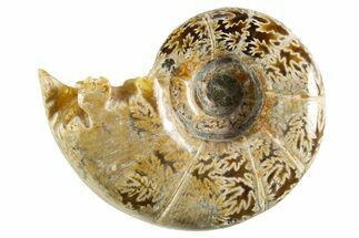 Polished, Chambered Ammonite (Argonauticeras) Fossil - Madagascar #327335