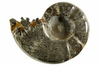 Polished, Chambered Ammonite (Argonauticeras) Fossil - Madagascar #327346