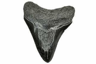 Serrated, Juvenile Megalodon Tooth - South Carolina #328743