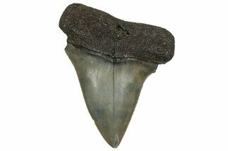 Fossil Broad-Toothed Mako Tooth - South Carolina #328965