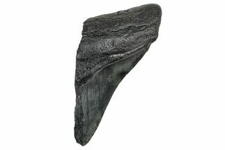 Partial Fossil Megalodon Tooth - South Carolina #328996