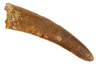 Fossil Pterosaur (Siroccopteryx) Tooth - Morocco #329022
